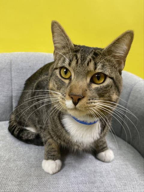 picture of the cat needing adoption