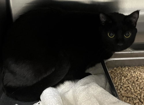 picture of the cat needing adoption