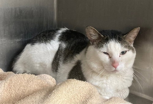 JOKER, Adult Domestic Short Hair (short coat), cat for adoption in Manassas, Virginia