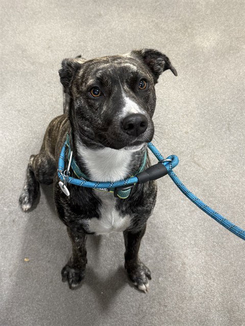 NALA - Dutch Shepherd available for adoption