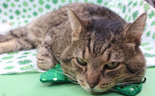 *LION, Adult Domestic Short Hair (short coat), cat for adoption in Manassas, Virginia