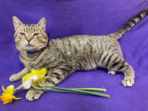 *BARNABY, Adult Domestic Short Hair (short coat), cat for adoption in Manassas, Virginia