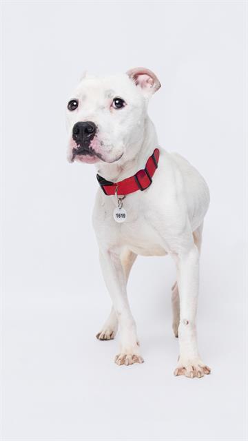 *RICE KRISPY, an adoptable American Bulldog in Forestville, MD