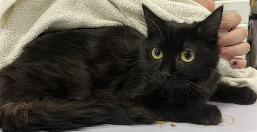 picture of the cat needing adoption