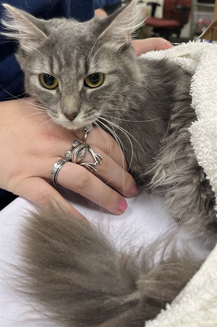 picture of the cat needing adoption