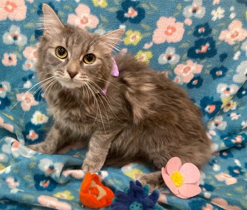 *ITALIAN DELI, Adult Domestic Medium Hair (short coat), cat for adoption in Manassas, Virginia