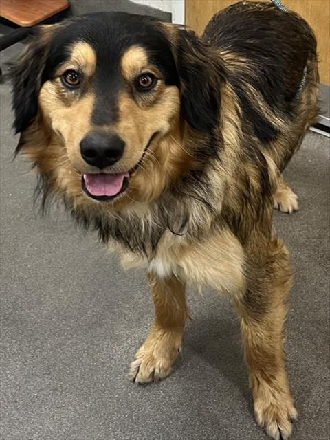 *GOOSE, an adoptable Bernese Mountain Dog in Forestville, MD