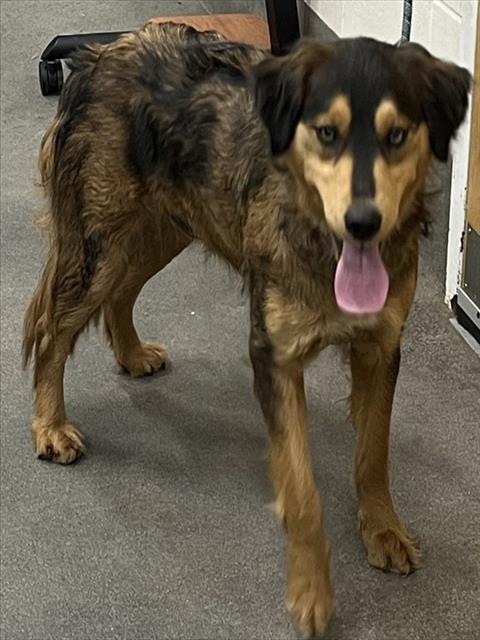 *WILD TURKEY, an adoptable Bernese Mountain Dog in Forestville, MD