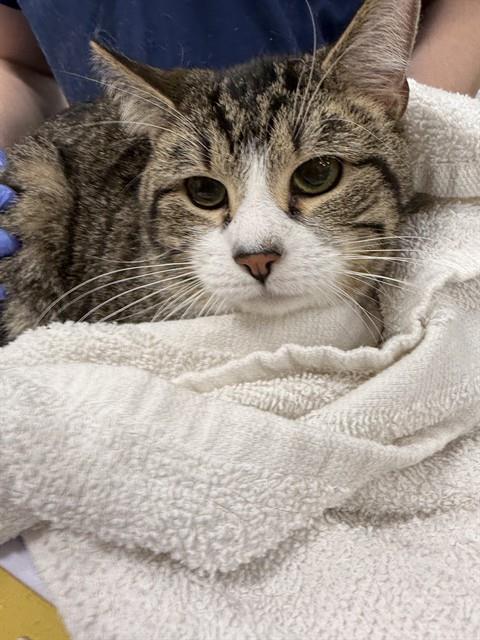picture of the cat needing adoption
