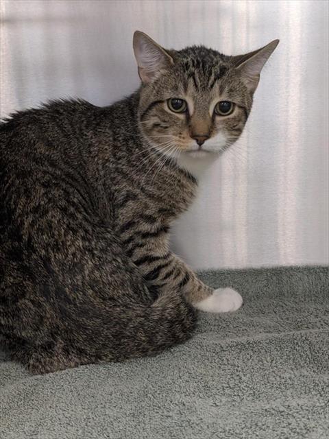 *MELO, Adult Domestic Short Hair (medium coat), cat for adoption in Manassas, Virginia