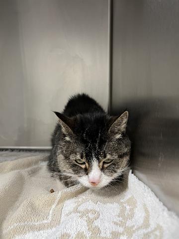 picture of the cat needing adoption