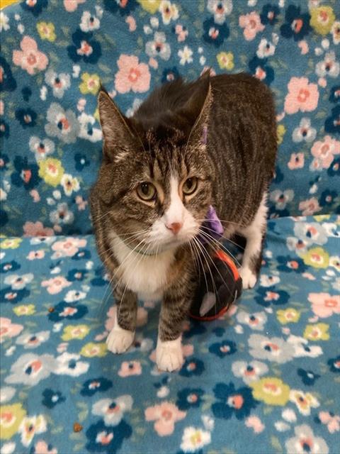LUCKY, Senior Domestic Short Hair (short coat), cat for adoption in Manassas, Virginia