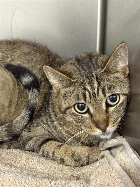 THEO, Young Domestic Short Hair (short coat), cat for adoption in Manassas, Virginia