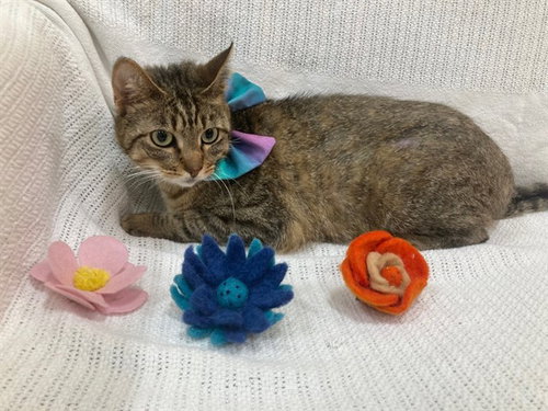THEO, Young Domestic Short Hair (short coat), cat for adoption in Bowie, Maryland