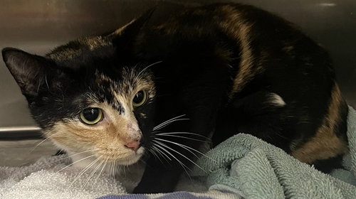 *MAVIS, Adult Domestic Short Hair (short coat), cat for adoption in Manassas, Virginia