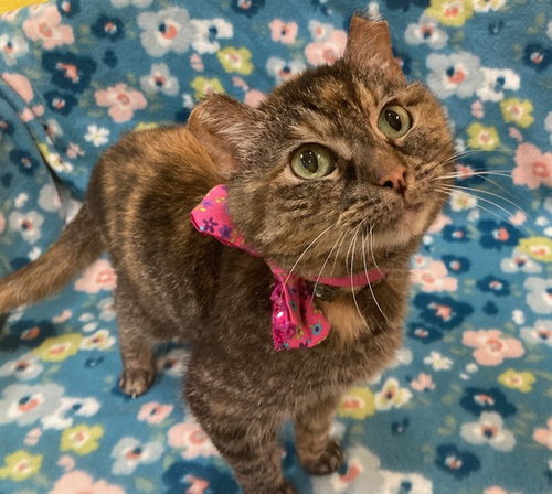 *FISH, Senior Domestic Short Hair (short coat), cat for adoption in Manassas, Virginia