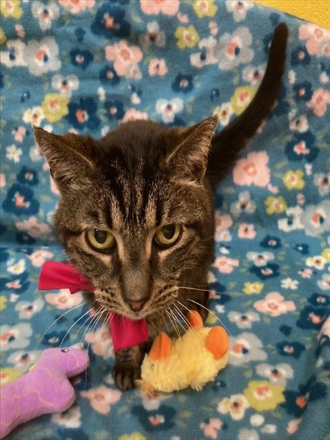 *TUNA SALAD, Senior Domestic Short Hair (short coat), cat for adoption in Manassas, Virginia