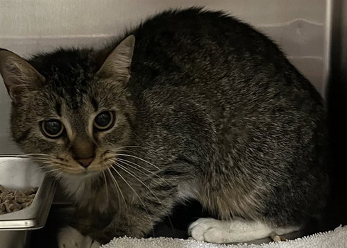 *MAISIE, Adult Domestic Short Hair (short coat), cat for adoption in Manassas, Virginia