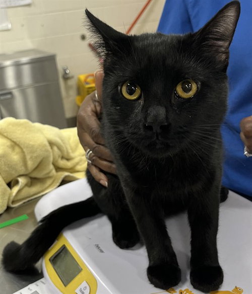 TENSIE, Young Domestic Short Hair (short coat), cat for adoption in Manassas, Virginia