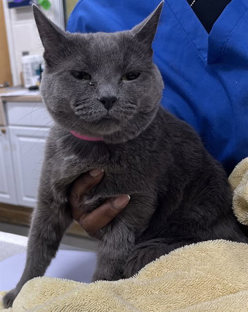 STELLA, Senior Domestic Short Hair (short coat), cat for adoption in Manassas, Virginia