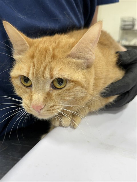 PHOENIX, Adult Domestic Short Hair (short coat), cat for adoption in Manassas, Virginia