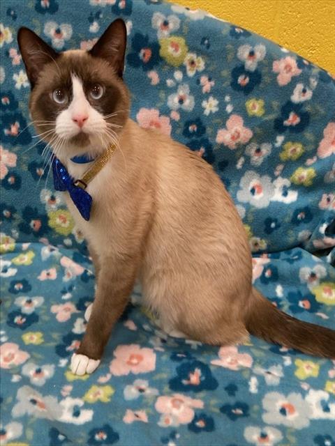 *ROOT BEER, Adult Siamese (short coat), cat for adoption in Manassas, Virginia