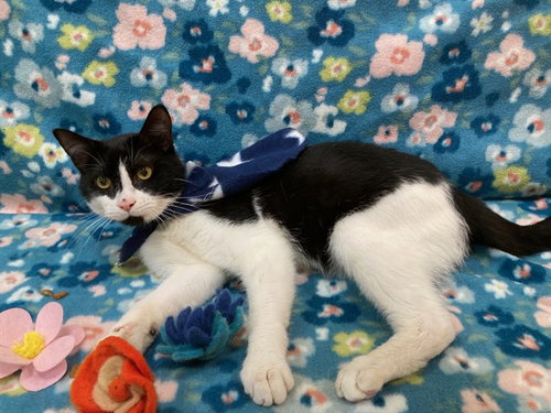 *DR. PEPPER, Adult Domestic Short Hair (short coat), cat for adoption in Manassas, Virginia