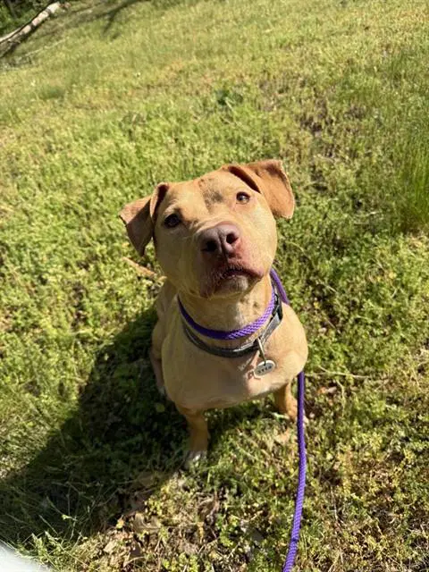 Coco - Pit Bull Terrier