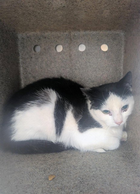 A568879, Young Domestic Short Hair (short coat), cat for adoption in Manassas, Virginia