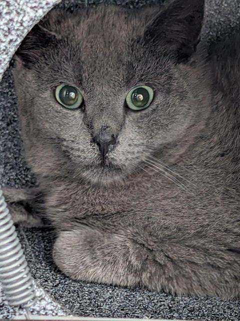 *GOOFY, Adult Domestic Short Hair (short coat), cat for adoption in Manassas, Virginia