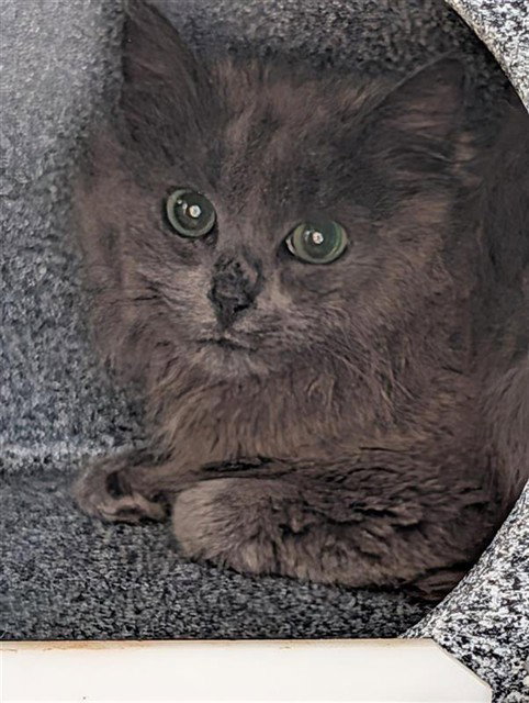 *DEXTER, Adult Domestic Short Hair (short coat), cat for adoption in Manassas, Virginia