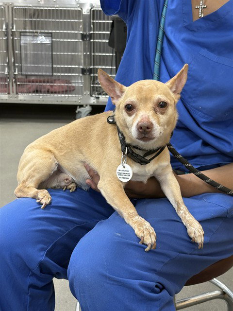 TONKA, an adoptable Chihuahua in Forestville, MD