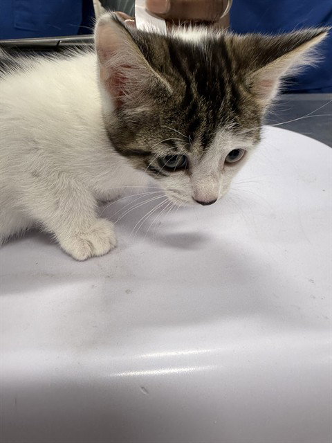 *LUCY, Baby Domestic Short Hair (short coat), cat for adoption in Manassas, Virginia