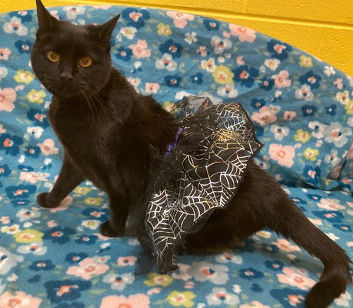 GIPSY, Adult Domestic Short Hair (short coat), cat for adoption in Manassas, Virginia