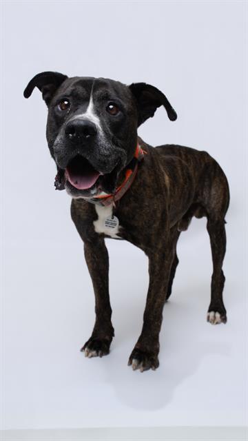 BOSSMAN, an adoptable Pit Bull Terrier in Forestville, MD