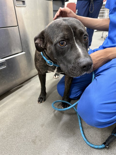 SASHA, an adoptable Pit Bull Terrier in Forestville, MD