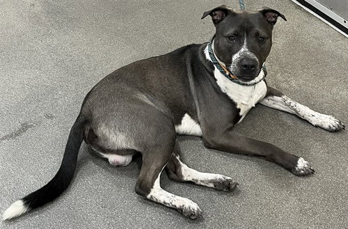 *BRISK, an adoptable Pit Bull Terrier in Forestville, MD