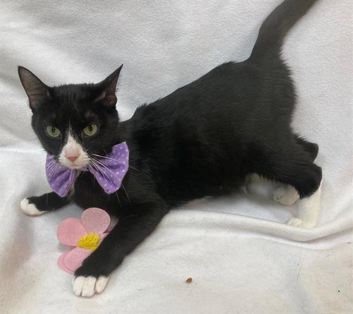 JUNO, an adoptable Domestic Short Hair in Forestville, MD