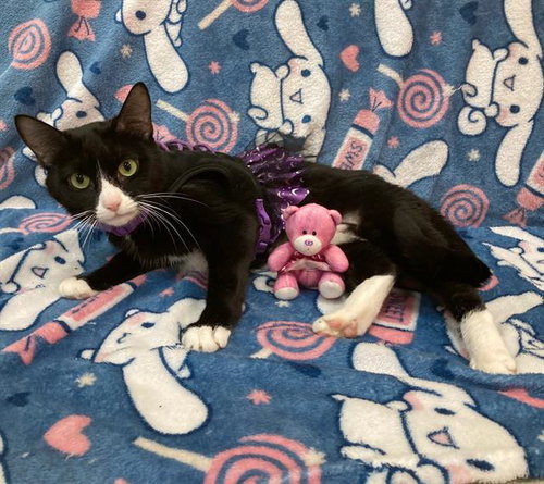 JUNO, Adult Domestic Short Hair (short coat), cat for adoption in Bowie, Maryland