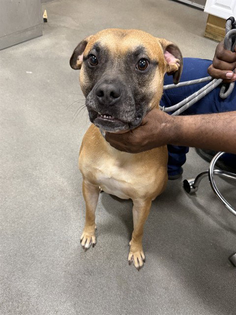 MAVERICK, an adoptable Boxer in Forestville, MD