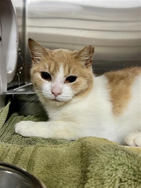*EGG SALAD, an adoptable Domestic Short Hair in Forestville, MD