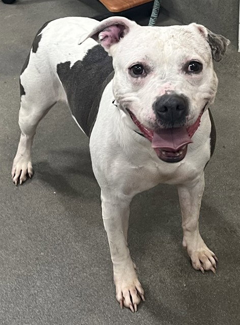*SABRINA, an adoptable Pit Bull Terrier in Forestville, MD