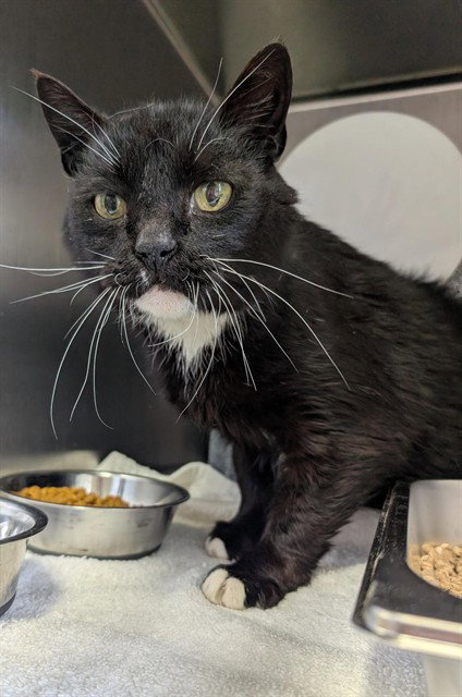 *SYLVESTER, an adoptable Domestic Medium Hair in Forestville, MD