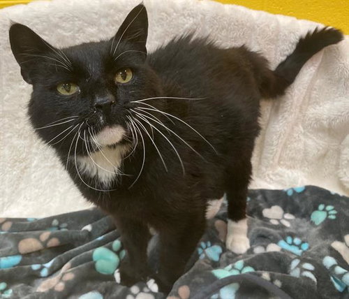 *SYLVESTER, an adoptable Domestic Medium Hair in Forestville, MD