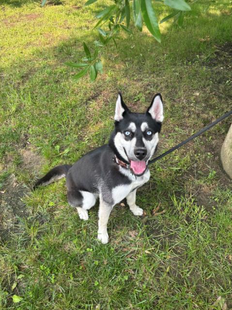 *GIA, an adoptable Siberian Husky in Forestville, MD