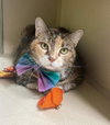 KITTY CAT - Photo 1