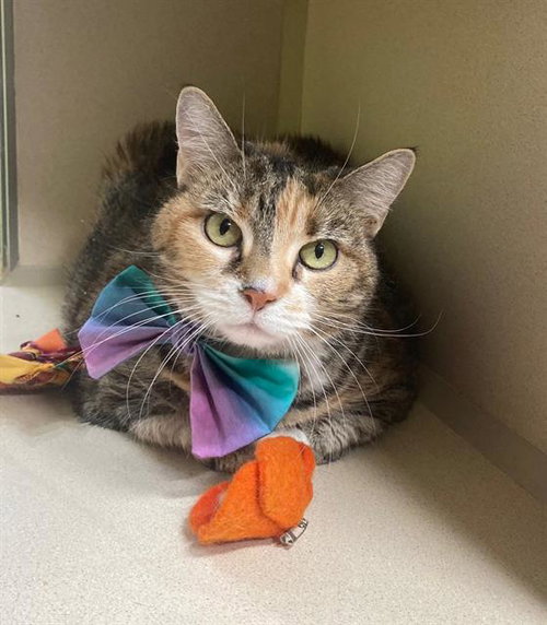KITTY CAT, Senior Domestic Short Hair (short coat), cat for adoption in Bowie, Maryland