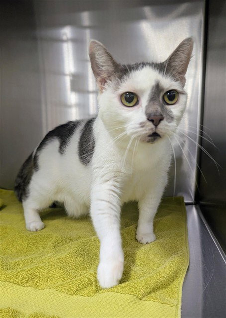 BUELA, an adoptable Domestic Short Hair in Forestville, MD