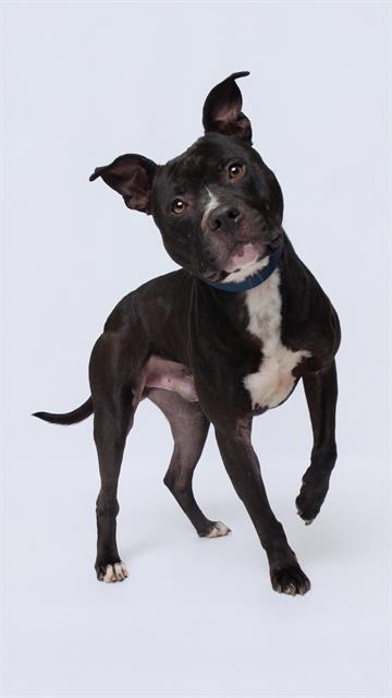 *DAN, an adoptable Pit Bull Terrier in Forestville, MD