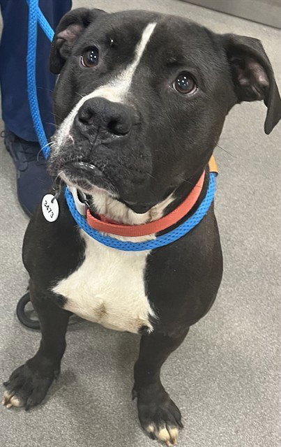*HENRY, an adoptable Pit Bull Terrier in Forestville, MD